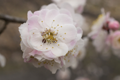 花3