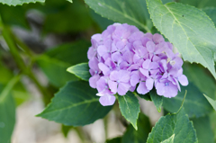花７