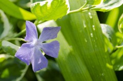花３