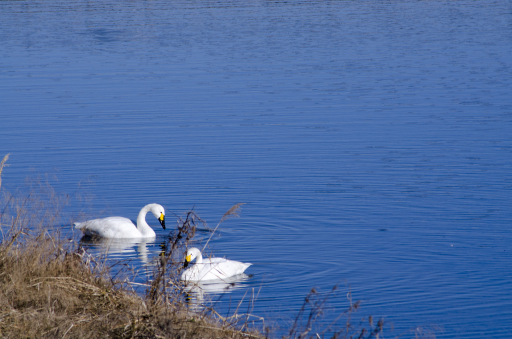 白鳥５