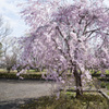 桜４