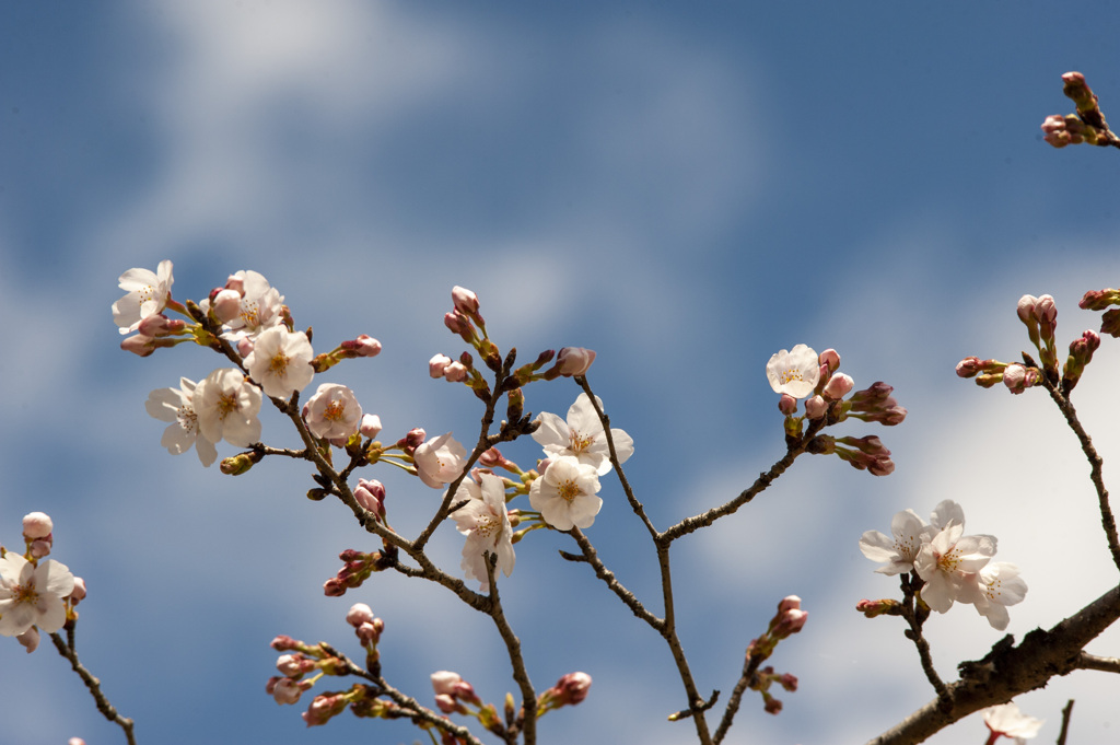 桜４