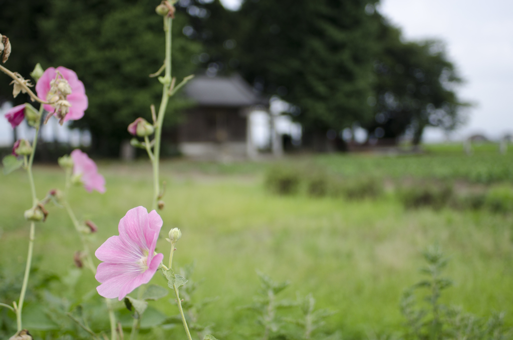 花１