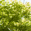 新緑２