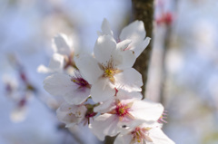 花6