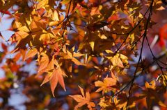 紅葉７