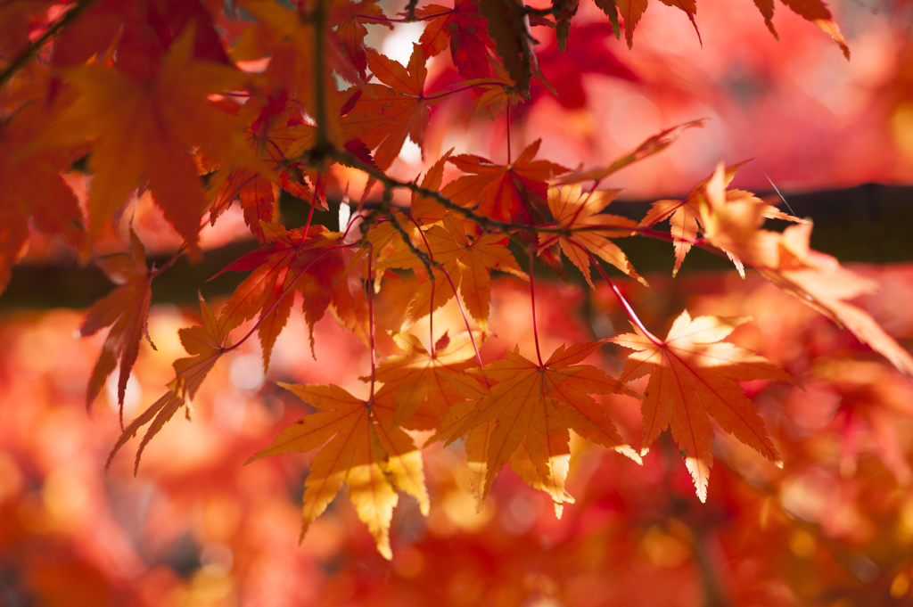 紅葉４