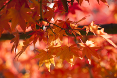 紅葉４