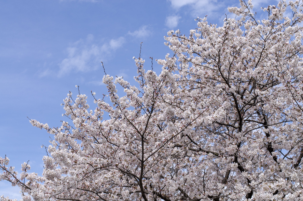桜８
