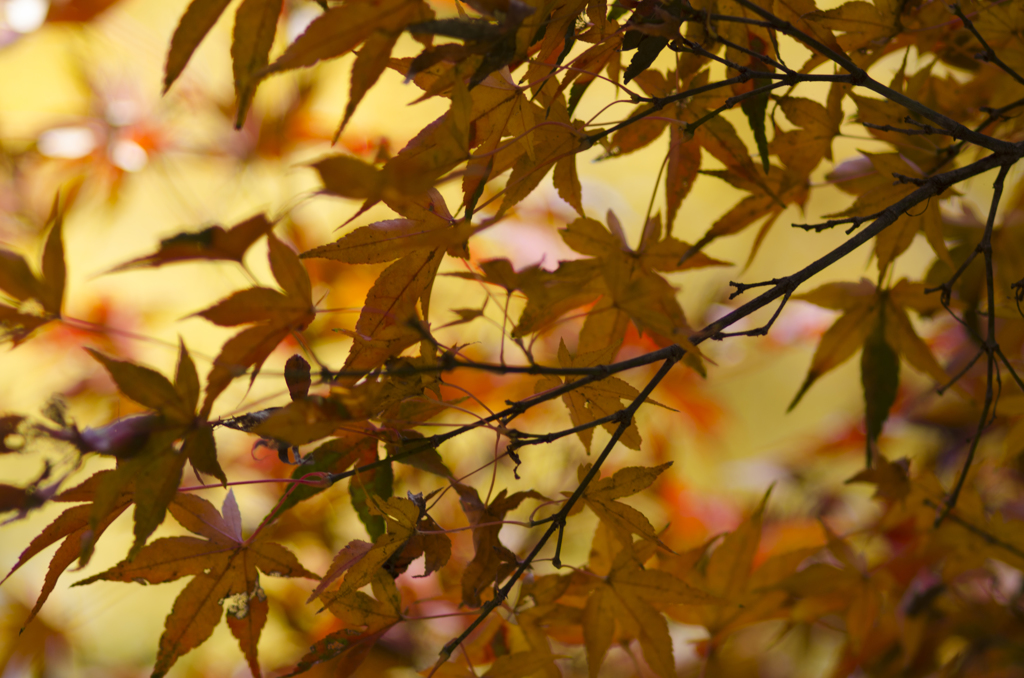 紅葉１２