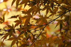 紅葉１２