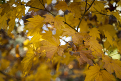 紅葉５