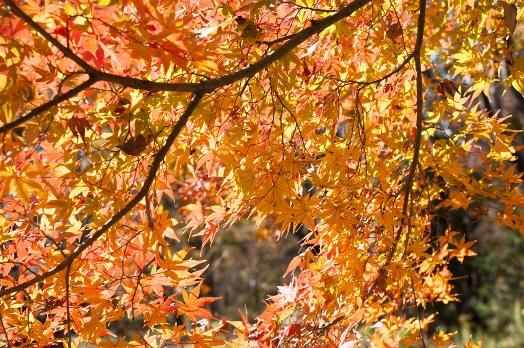 紅葉１６