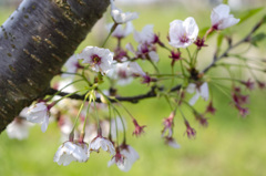 花9