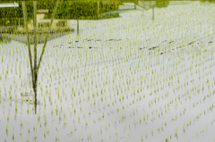 田んぼ１