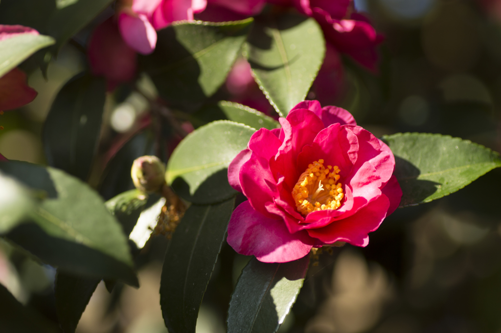 山茶花１５