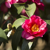 山茶花１５