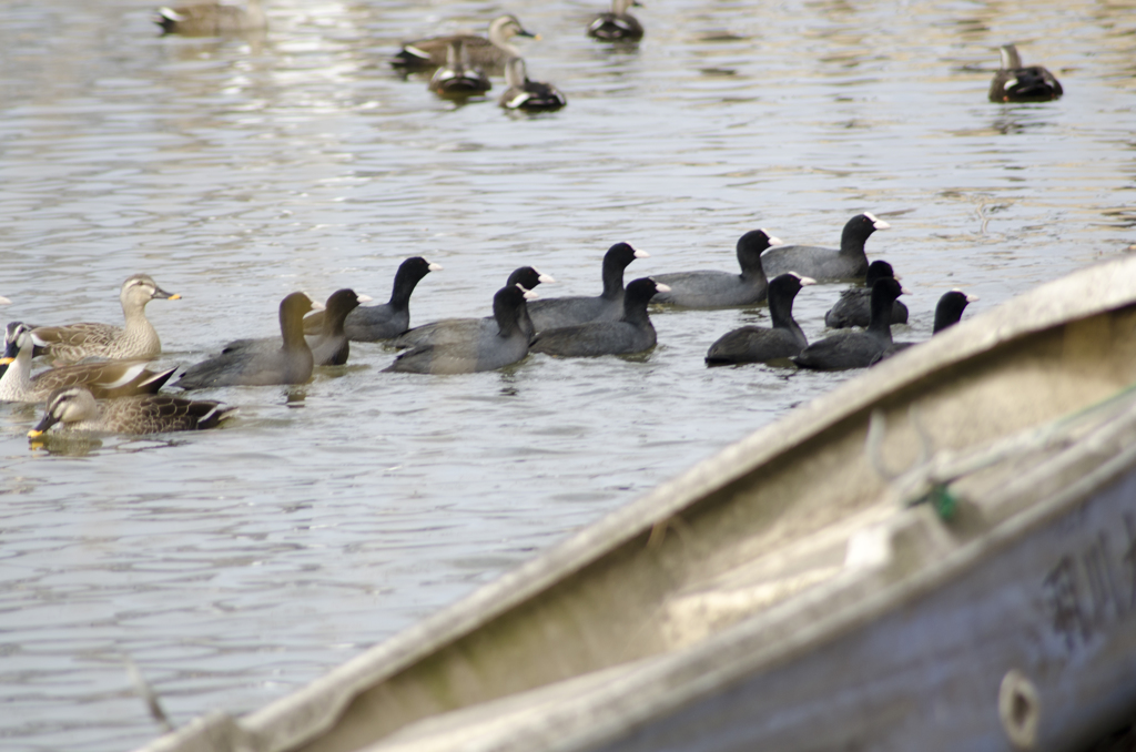 鴨４
