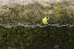 カエル