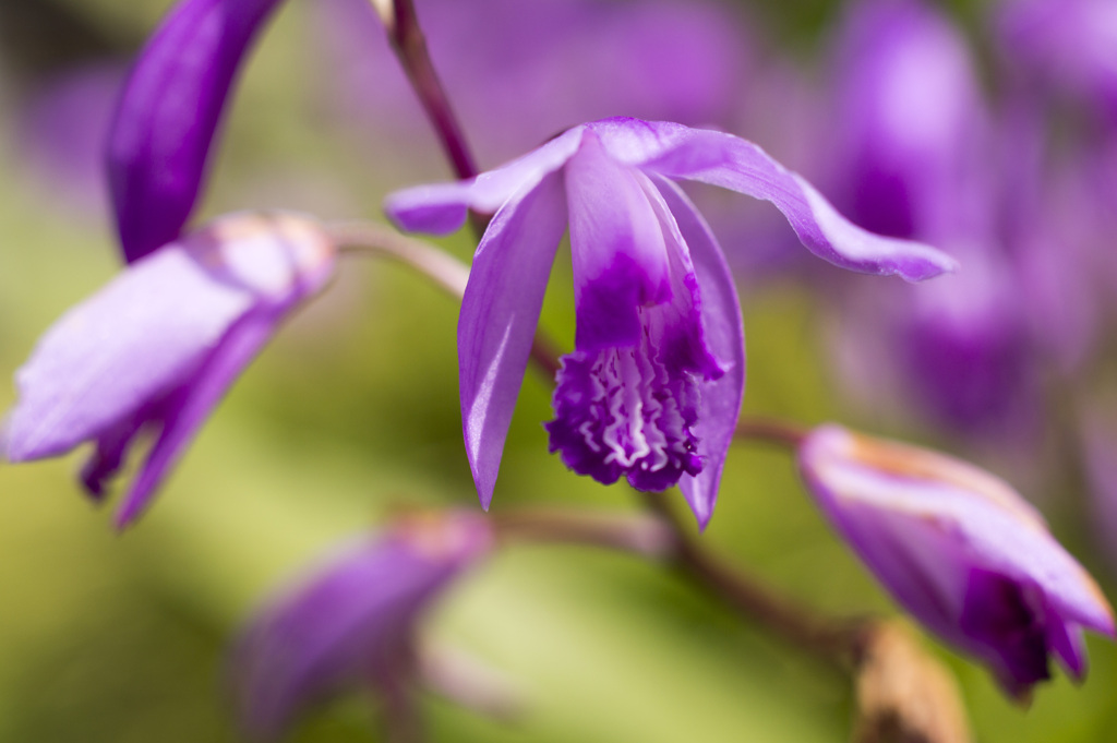 花１
