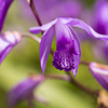 花１