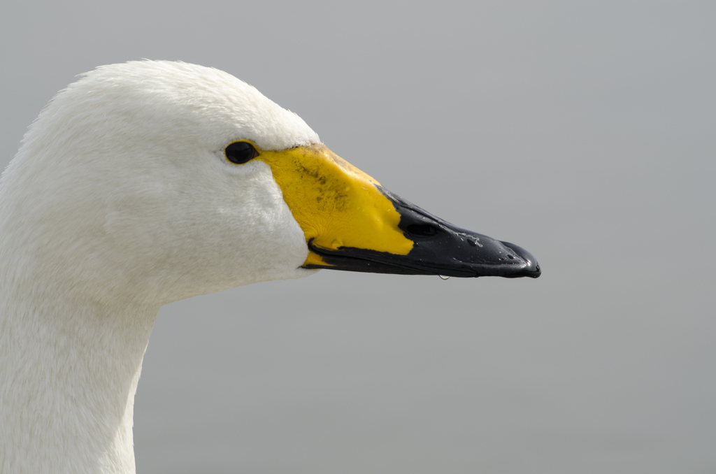 白鳥の顔４