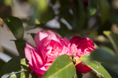 山茶花６