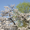 桜６