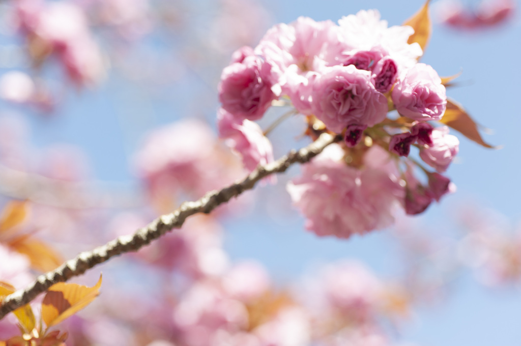 八重桜７