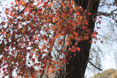 紅葉３
