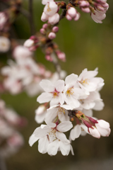 桜１