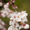 桜１