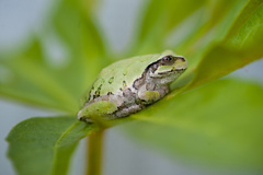 アマガエル２