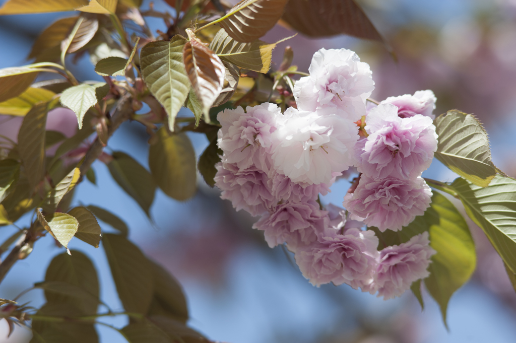 八重桜４