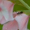 花２