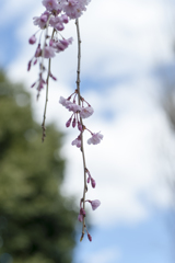 桜１１