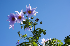 花１