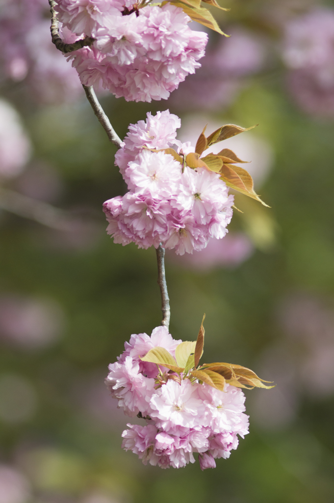 八重桜１