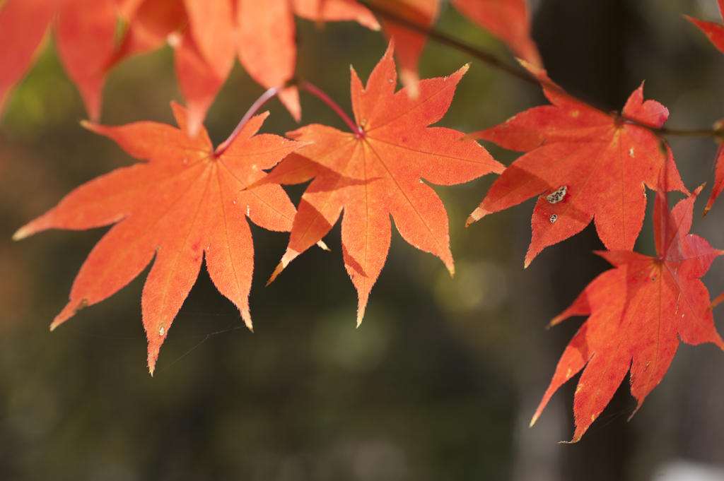 紅葉３４