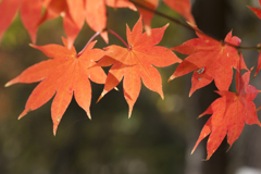 紅葉３４