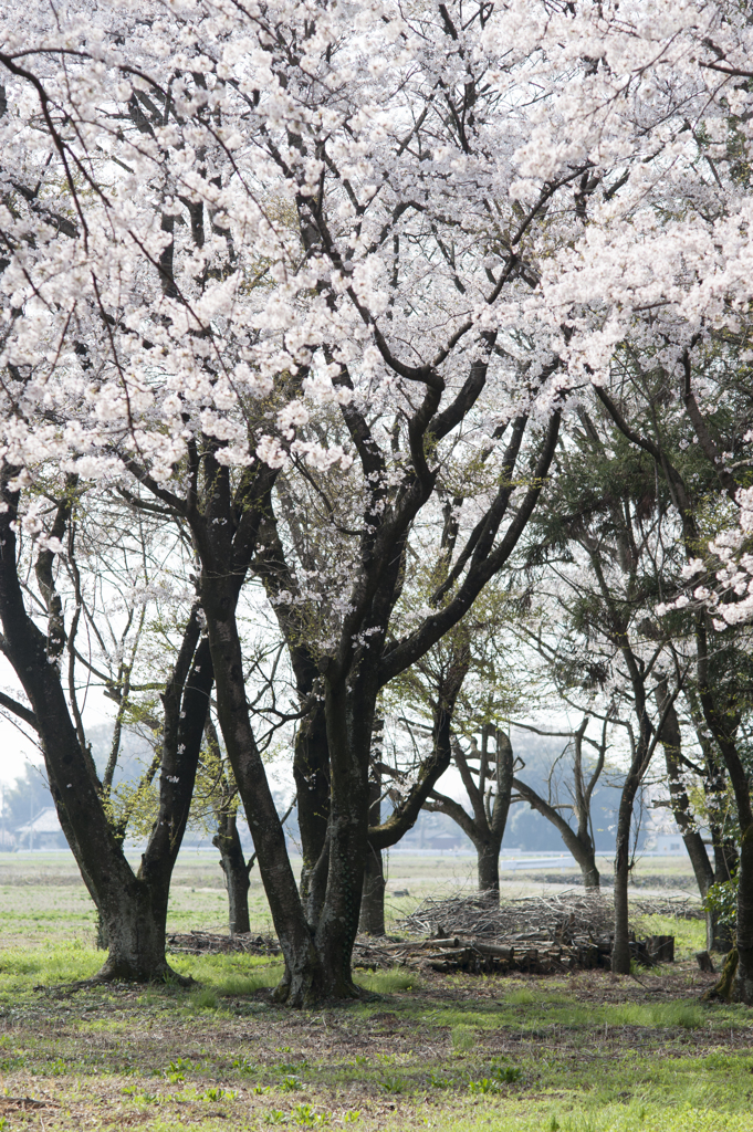 桜２