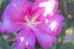 花9