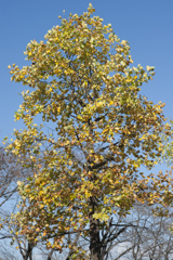 紅葉１