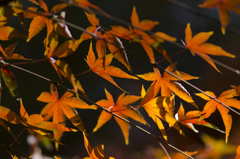 紅葉１３