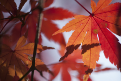 紅葉７