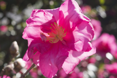 花8