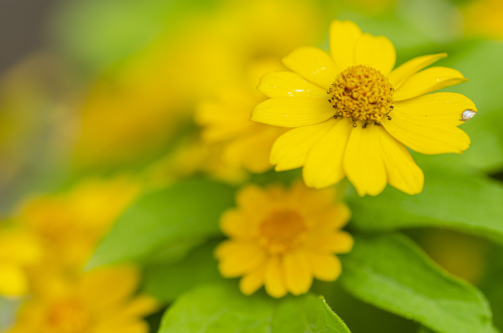 花６