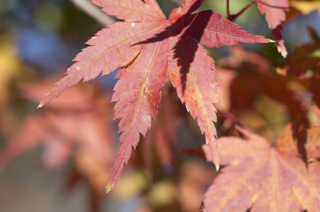 紅葉7