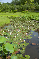 ハス４