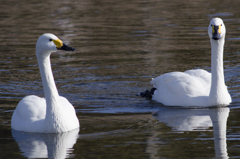白鳥１０